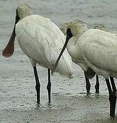 Black-faced Spoonbill