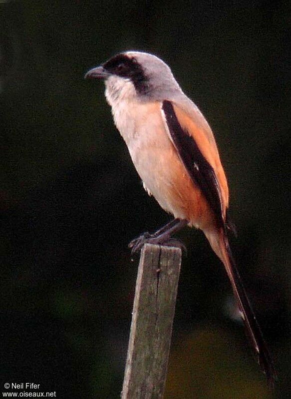 Long-tailed Shrike