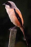 Long-tailed Shrike