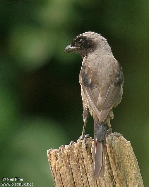 Long-tailed Shrike