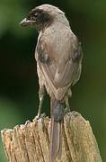 Long-tailed Shrike