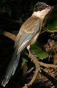 Azure-winged Magpie