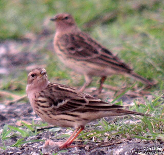 Red-throated Pipit