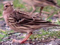 Pipit à gorge rousse