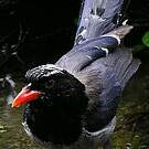 Pirolle à bec rouge