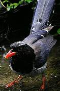 Red-billed Blue Magpie