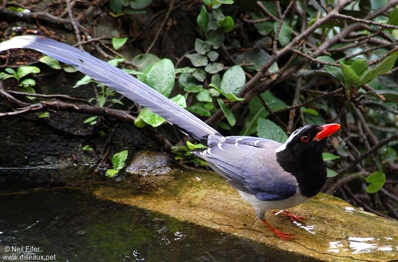 Red-billed Blue Magpie