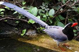 Red-billed Blue Magpie