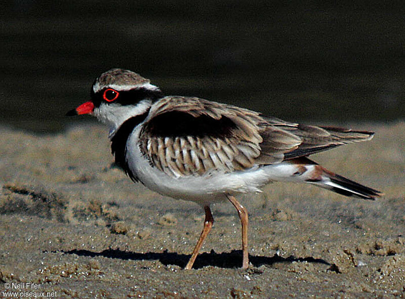 Black-fronted Dotterel