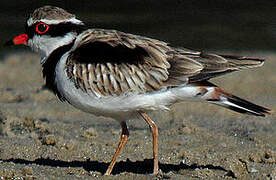 Black-fronted Dotterel