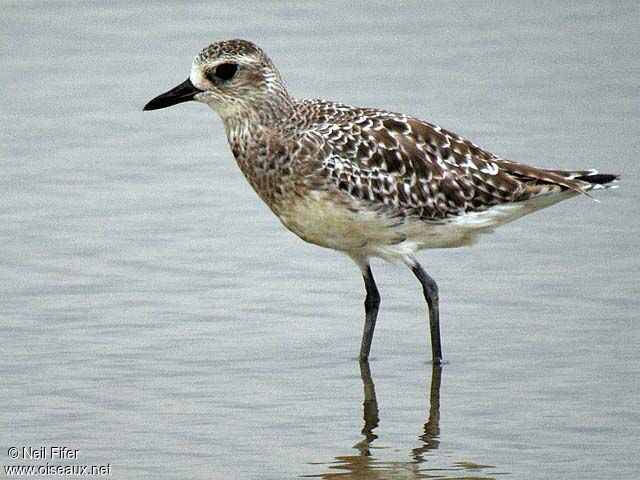 Grey Plover