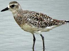 Grey Plover