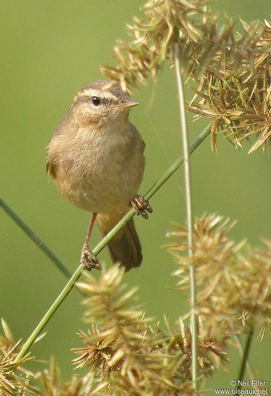 Dusky Warbler