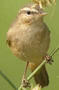 Dusky Warbler