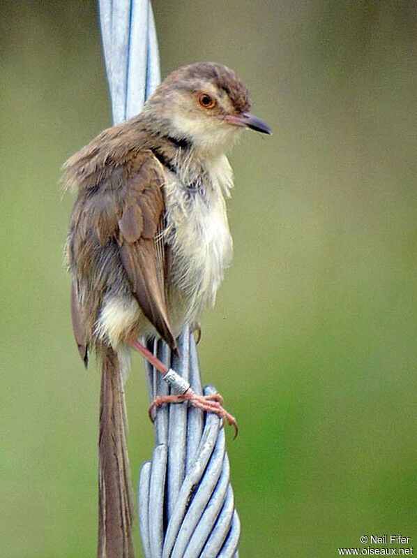 Plain Prinia