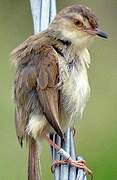 Prinia simple