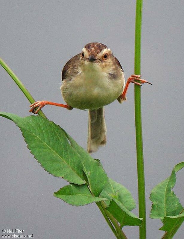 Plain Prinia