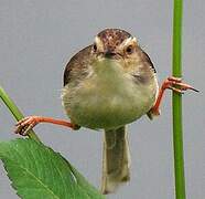 Plain Prinia