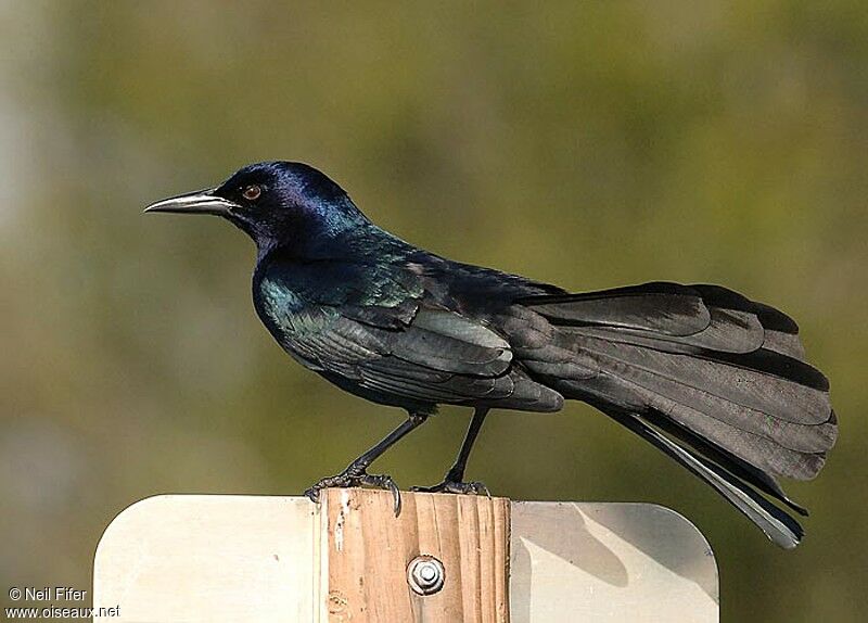 Boat-tailed Grackle