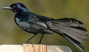 Boat-tailed Grackle