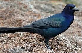 Boat-tailed Grackle