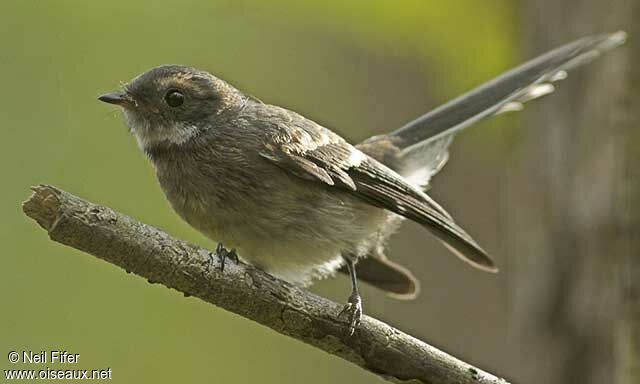 New Zealand Fantail