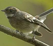 New Zealand Fantail