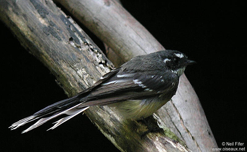 Grey Fantail