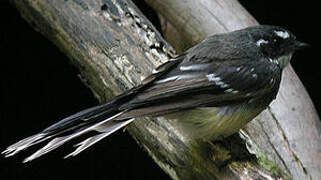 Grey Fantail