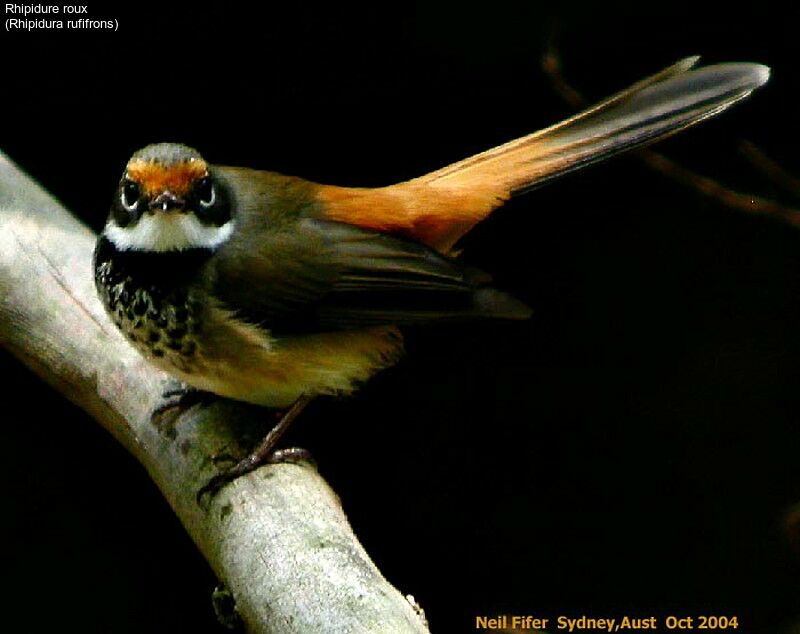 Rufous Fantail