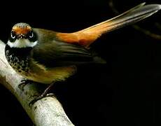 Rufous Fantail