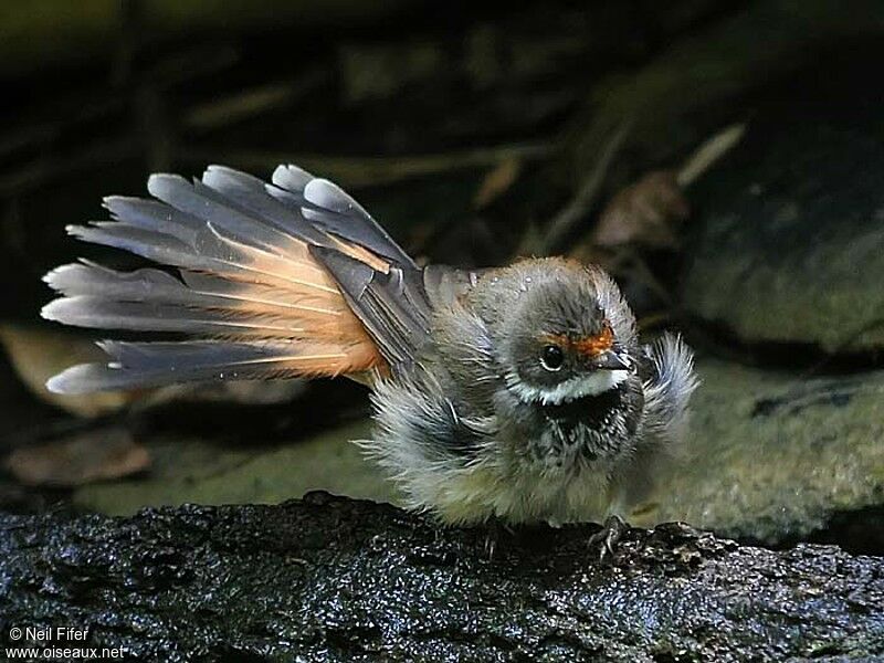 Rufous Fantail