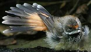 Rufous Fantail