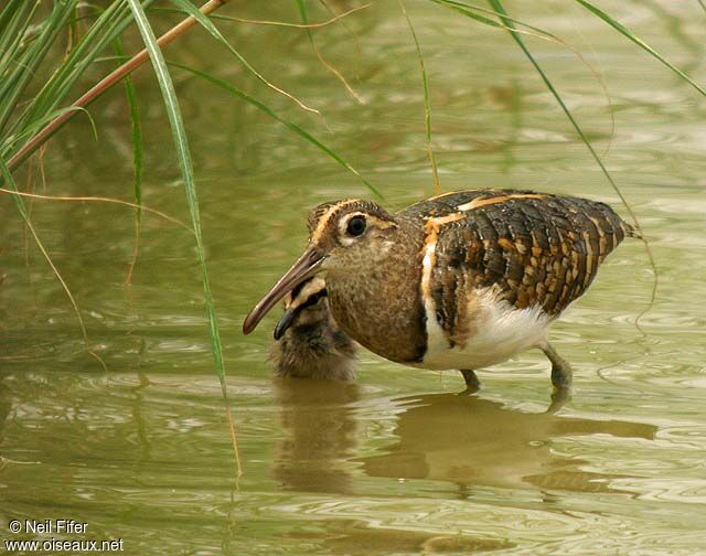 Greater Painted-snipe