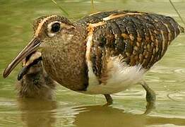 Greater Painted-snipe