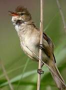 Clamorous Reed Warbler