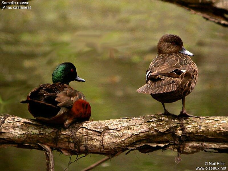 Chestnut Teal