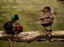 Chestnut Teal