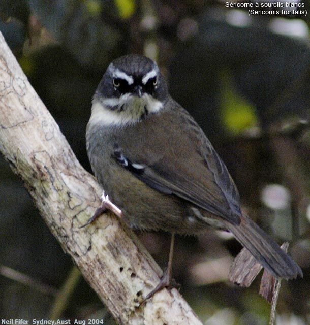 White-browed Scrubwren