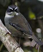 White-browed Scrubwren