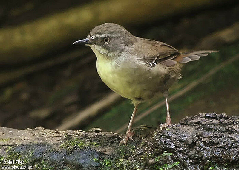 White-browed Scrubwren