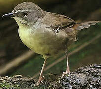 White-browed Scrubwren