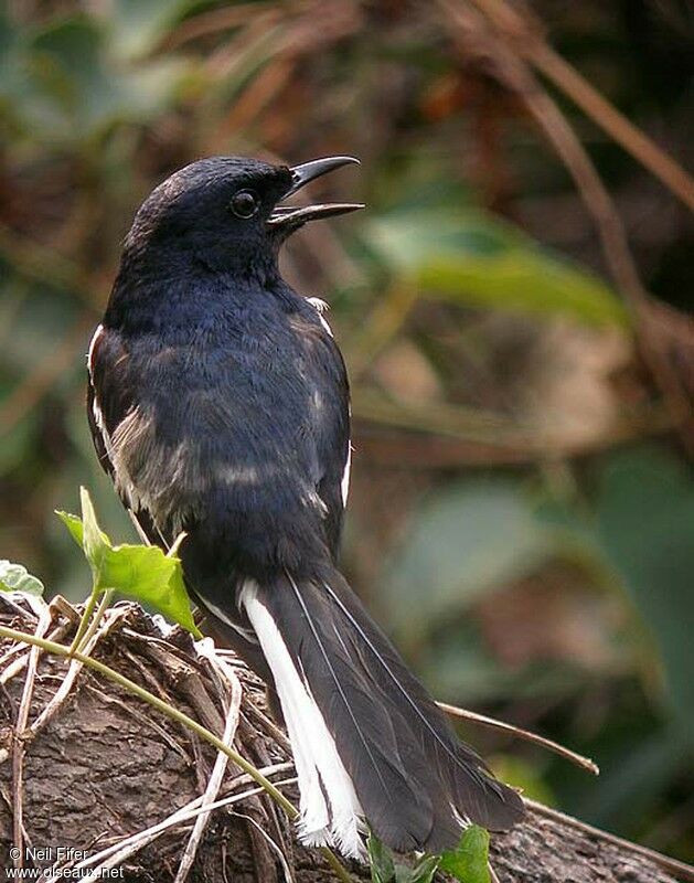 Oriental Magpie-Robin