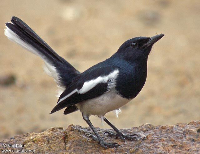 Oriental Magpie-Robin