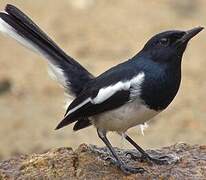 Oriental Magpie-Robin