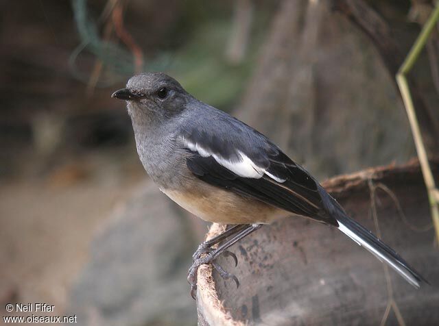 Oriental Magpie-Robin