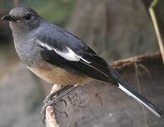 Oriental Magpie-Robin