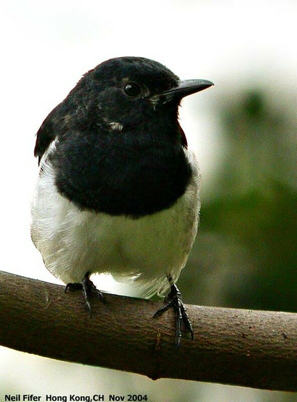 Oriental Magpie-Robin