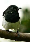 Oriental Magpie-Robin