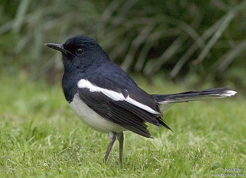 Oriental Magpie-Robin